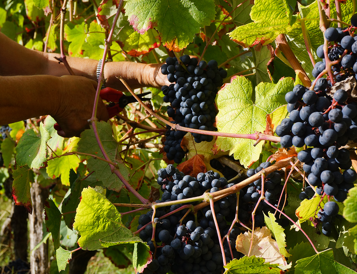 Vigne & Viticulture